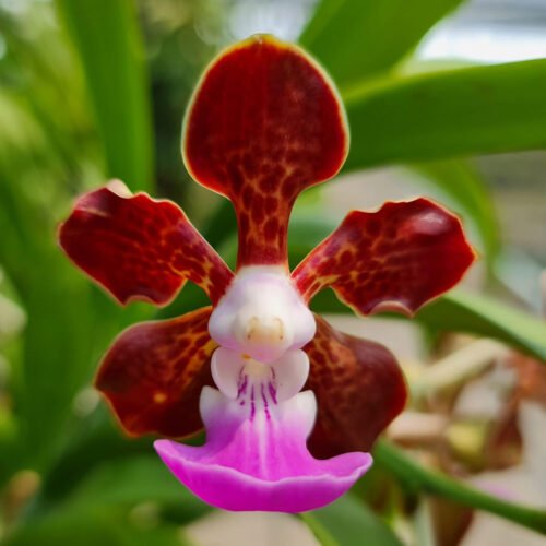 Vanda insignis NTT