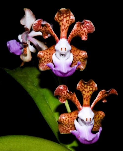 Vanda insignis NTT - Image 3