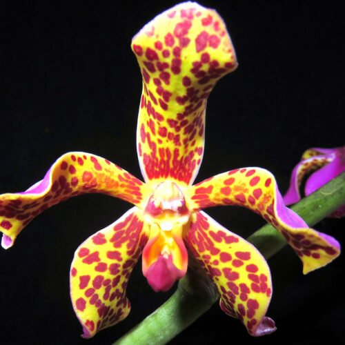 Vandopsis lissochiloides